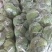 邯郸甘蓝大量到货，收货价0.35元起