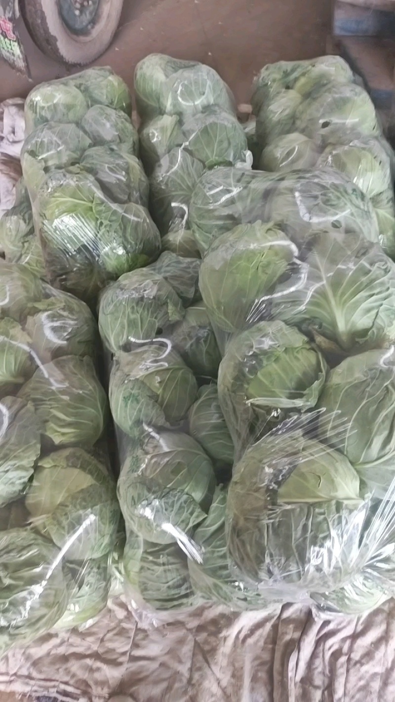 邯郸甘蓝大量到货，收货价0.35元起