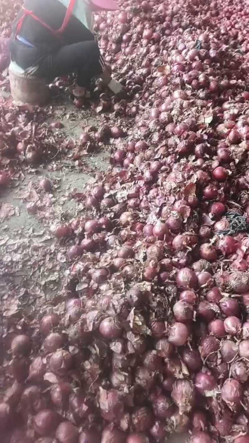 山东洋葱红皮洋葱基地直发一手货源量大从优实力保证全国发货