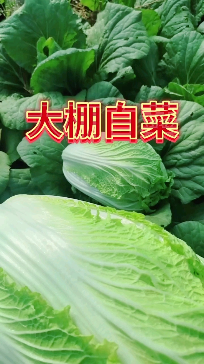 大白菜上巿基地货专业拍摘装团队为你服务！