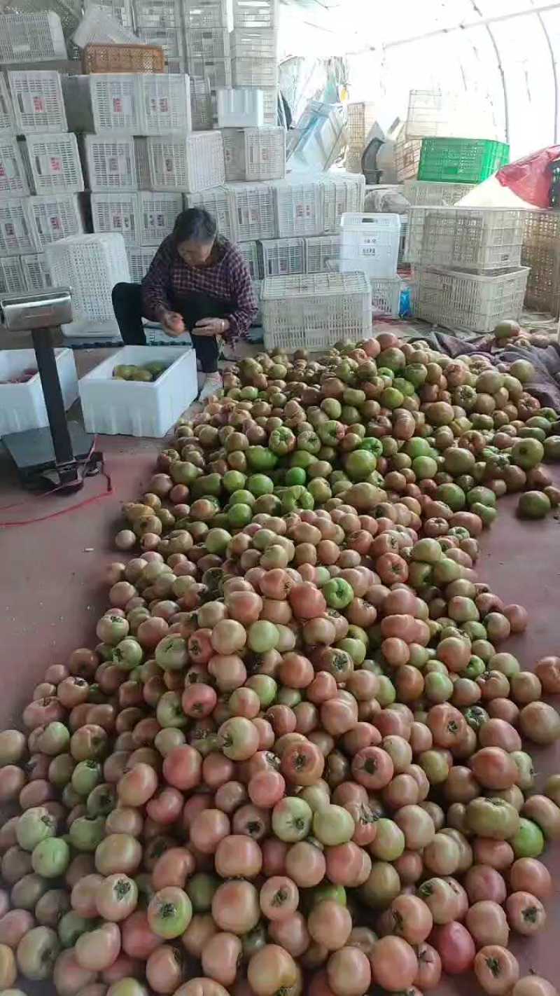 5月5日草莓西红柿大量有货，口感好以质论价。