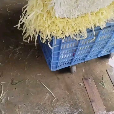 韭黄