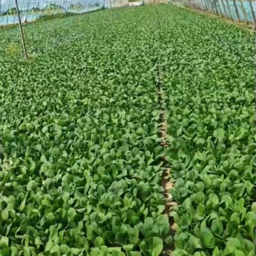 油菜/上海青/大量现货供应/规格齐全/品质保证/欢迎电联