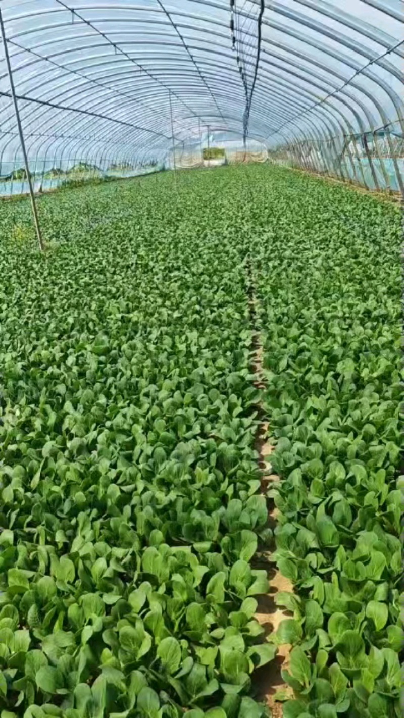 油菜/上海青/大量现货供应/规格齐全/品质保证/欢迎电联