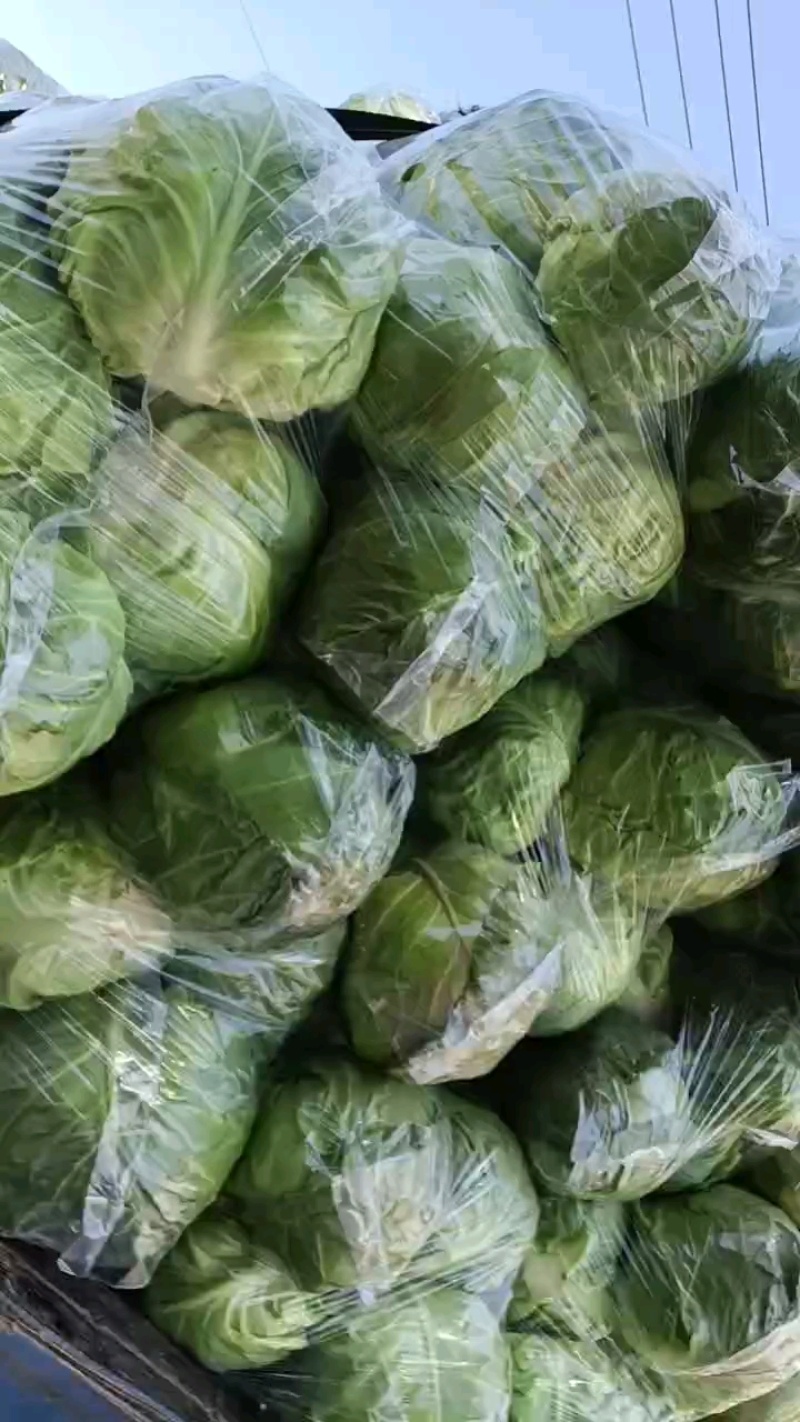 河南许昌襄城精品甘蓝圆包菜产地直供，一手货原，全国发货