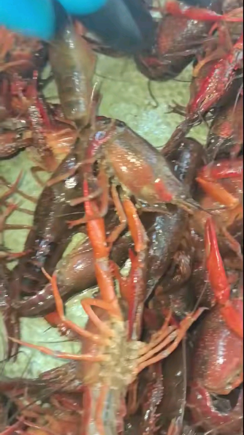 清水小龙虾，底板干净，肉质保满满，价格美丽，量大从优