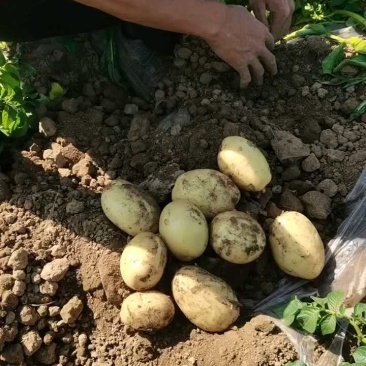 黄皮黄心土豆