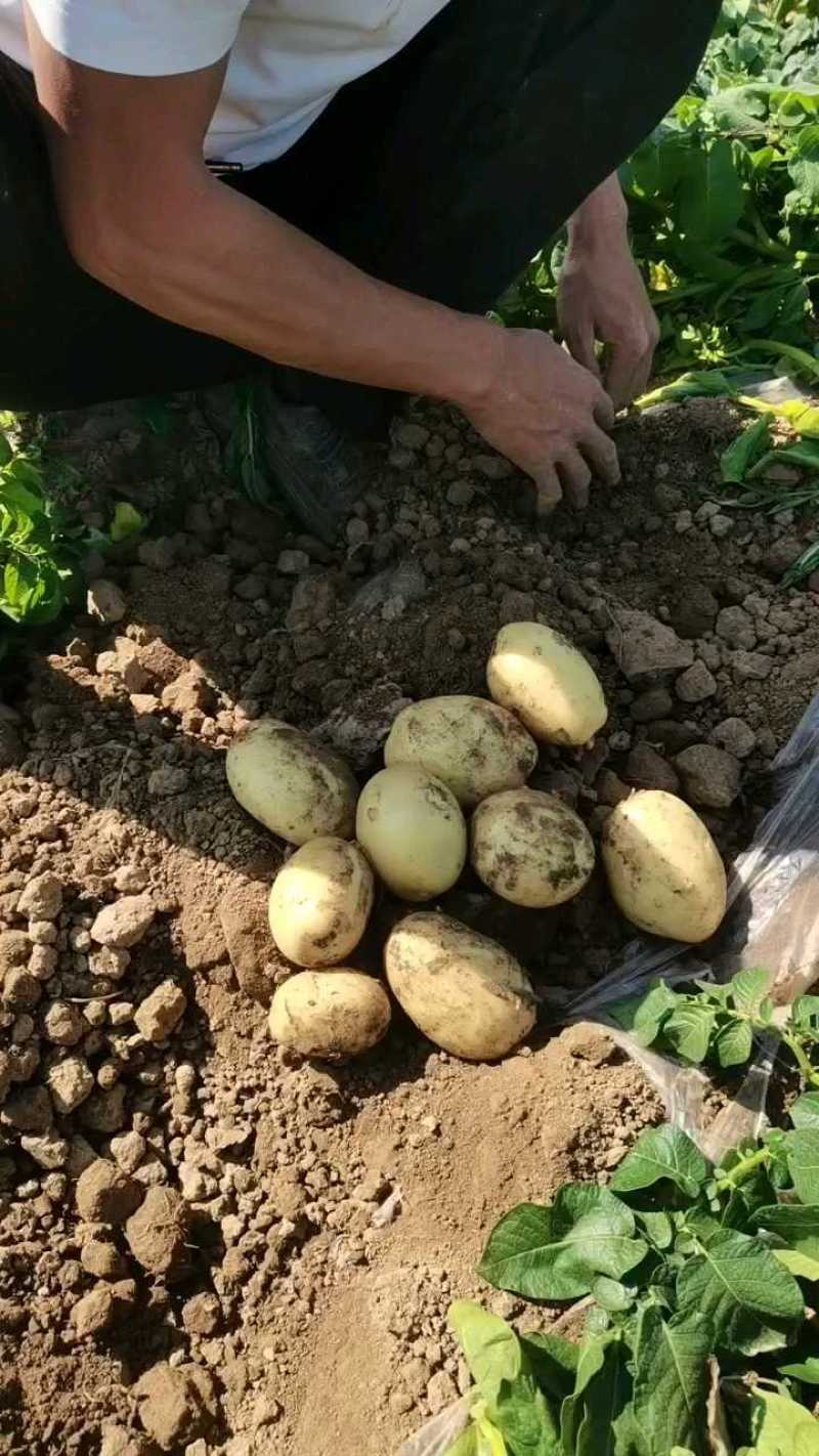 黄皮黄心土豆