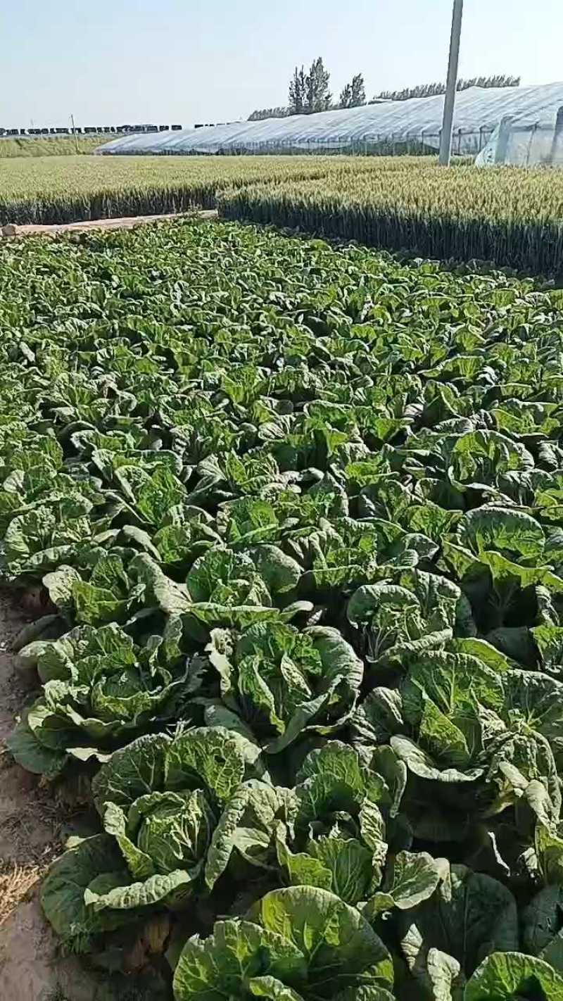 陆地大白菜，质量好，无烧芯，三四五斤克重。