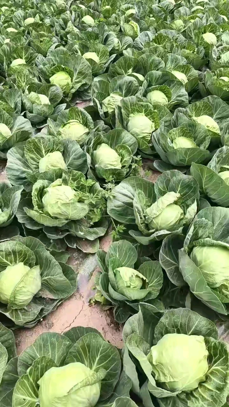 河北邯郸甘蓝大量有货，欢迎咨询实地看货代办一条龙服务