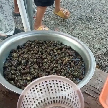 田螺