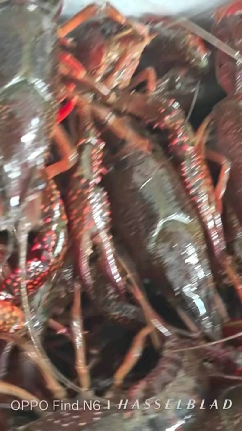清水小龙虾，底板干净，肉质保满满，价格美丽，量大从优