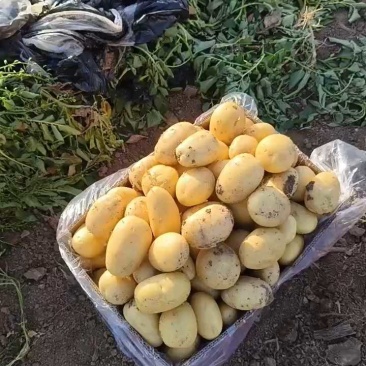 滕州大棚土豆，大量供应，荷兰十五。沃土。实验一，