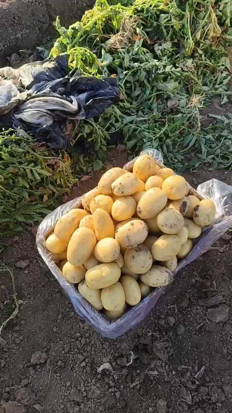 滕州大棚土豆，大量供应，荷兰十五。沃土。实验一，
