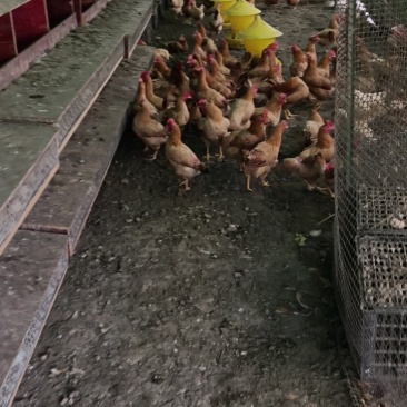 潜江柴鸡蛋一手货源全国接单提供纸箱蛋托泡沫箱垫稻壳接餐饮