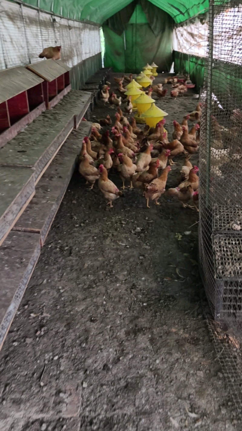 潜江柴鸡蛋一手货源全国接单提供纸箱蛋托泡沫箱垫稻壳接餐饮