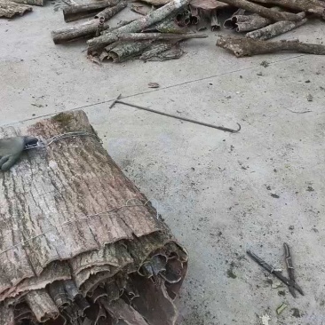 精品杜仲皮产地直发常年供应品质好货源充足欢迎咨询