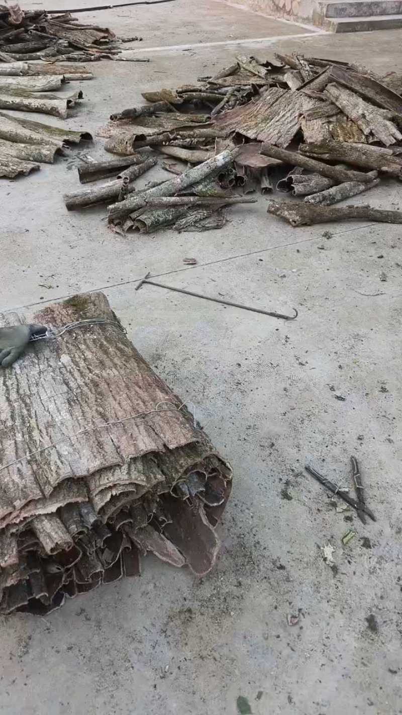 精品杜仲皮产地直发常年供应品质好货源充足欢迎咨询