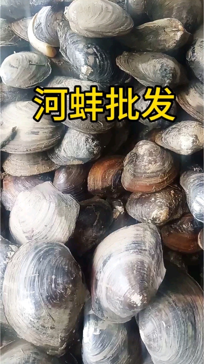 圆蚌湖北黄冈现货菜蚌小蚌肉质鲜嫩白肉饱满常年稳定货源