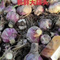 新鲜大蒜紫皮红皮鲜大蒜混装货分级货均可上货