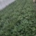 红薯苗，产地直供脱毒种植的大田苗质量有保证
