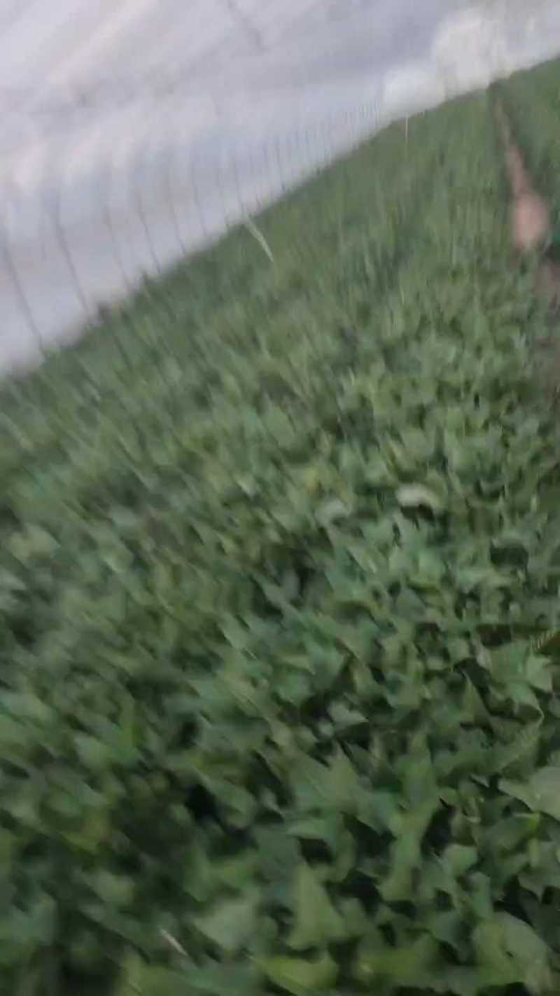 红薯苗，产地直供脱毒种植的大田苗质量有保证
