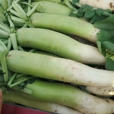 【热卖】青头萝卜，量大价优，欢迎进店，咨询选购。