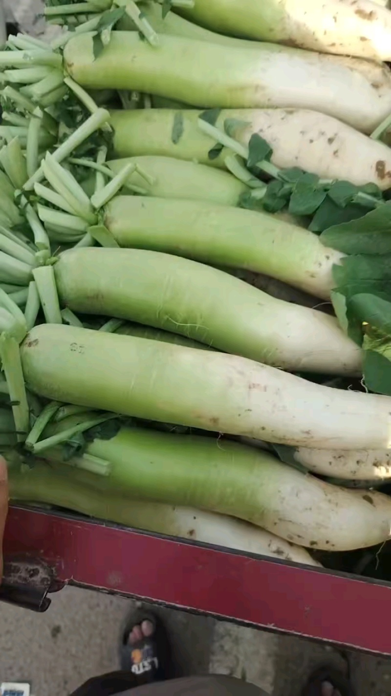 【热卖】青头萝卜，量大价优，欢迎进店，咨询选购。
