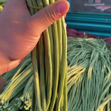 豆角不便宜，细长条，货量充足！