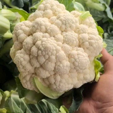菜花，实心菜花，白菜花，提供打包装箱，三原实心菜花