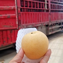 青皮皇冠梨产地直销超市优选型号齐全