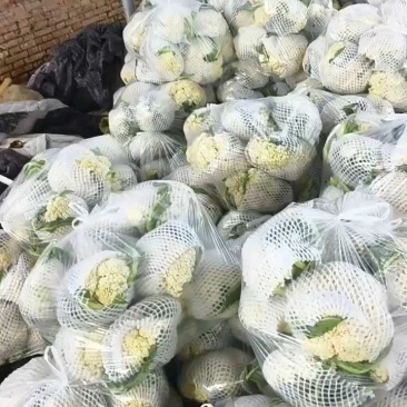 河南小米粒青梗有机花菜散花菜松花菜颜色好可视频看货