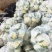 河南小米粒青梗有机花菜散花菜松花菜颜色好可视频看货