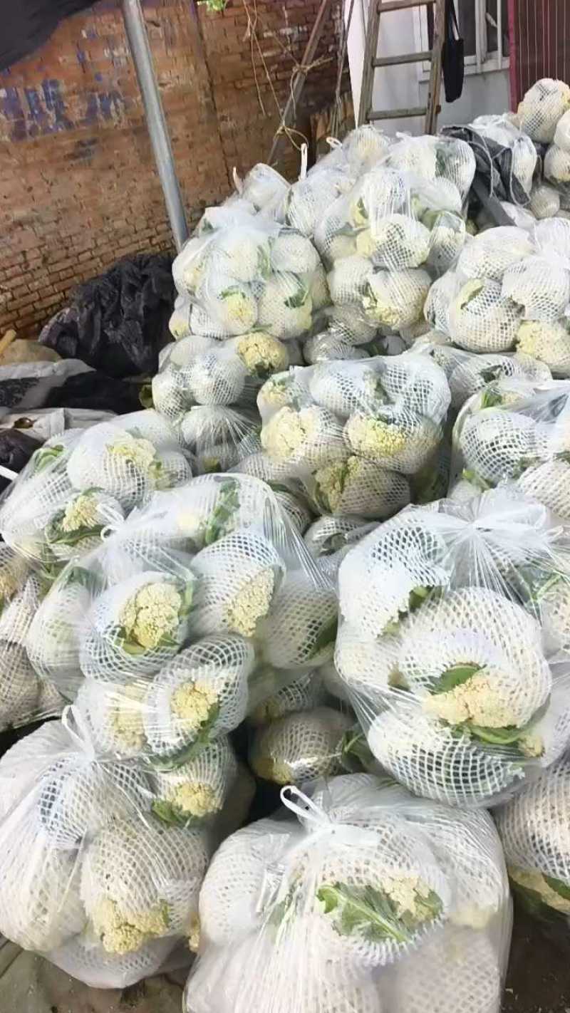 河南小米粒青梗有机花菜散花菜松花菜颜色好可视频看货