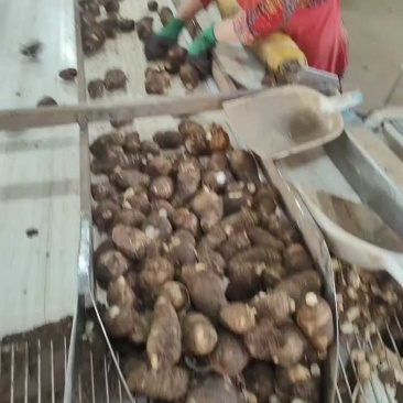 精品毛芋头芋头8520牛奶芋头电商超市商超