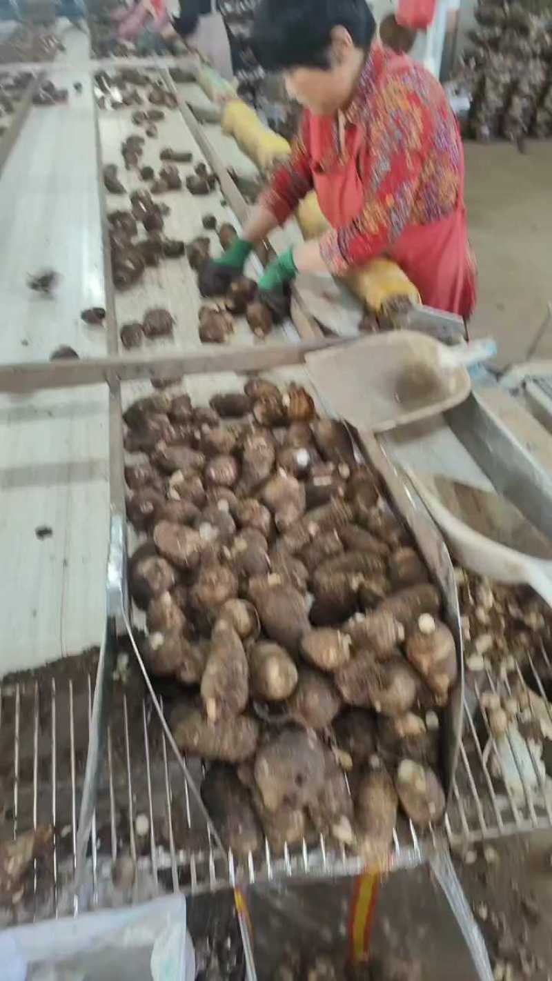 精品毛芋头芋头8520牛奶芋头电商超市商超