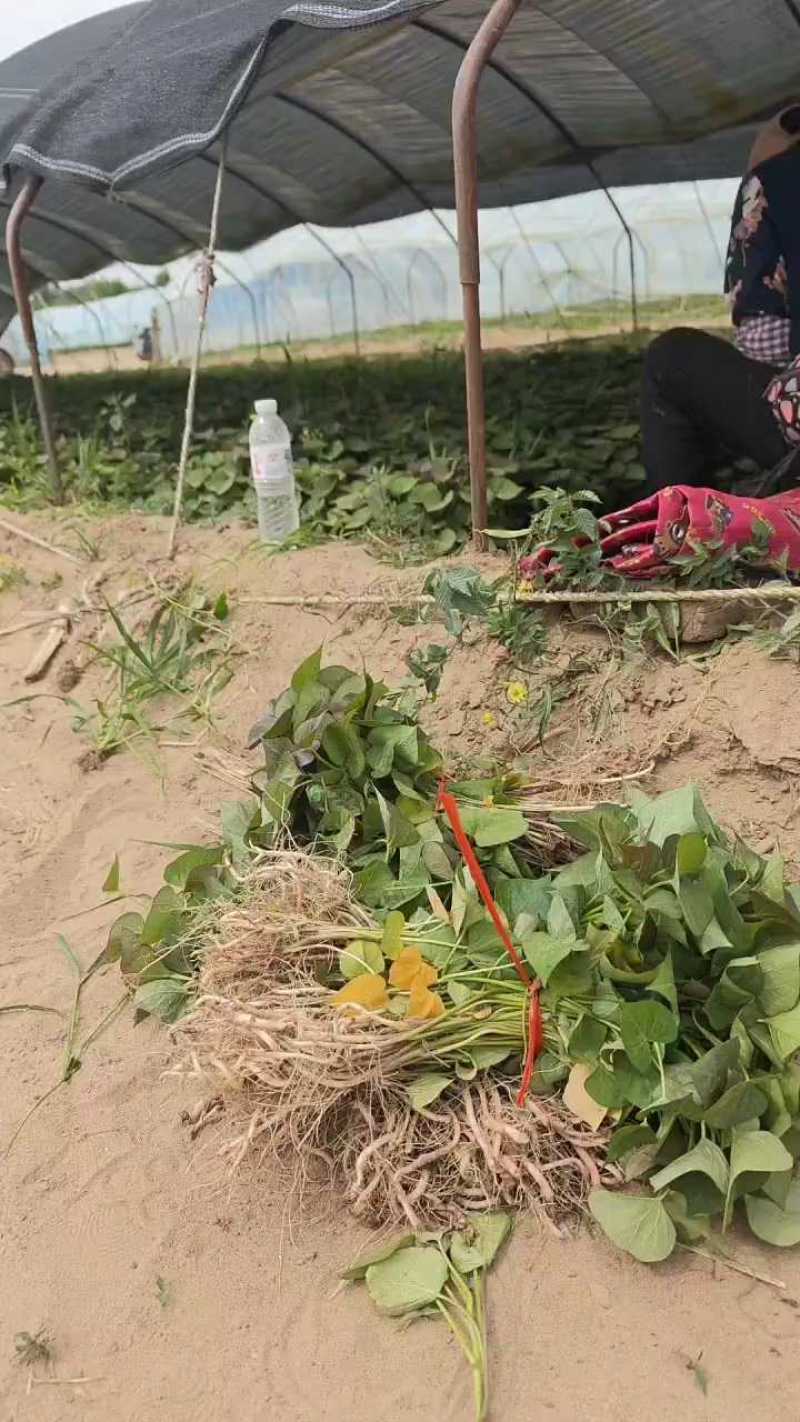 脱毒蜜薯25苗，地瓜苗，山芋苗，原种苗高端红薯苗……