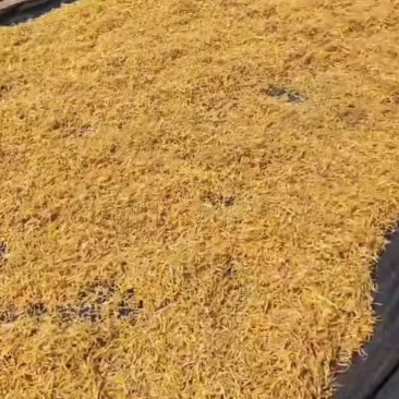 祁东黄花菜干货9成以上干金针菜锅麻辣烫凉拌菜新鲜散装