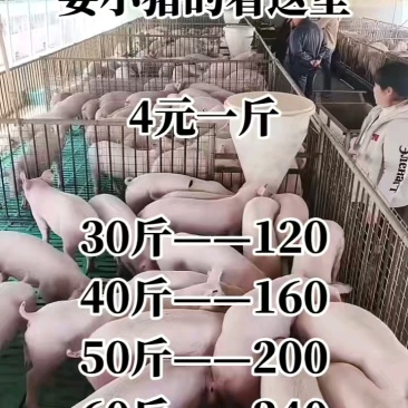 猪场备案车免费送猪【猪到付款健康第一防疫检疫齐全】