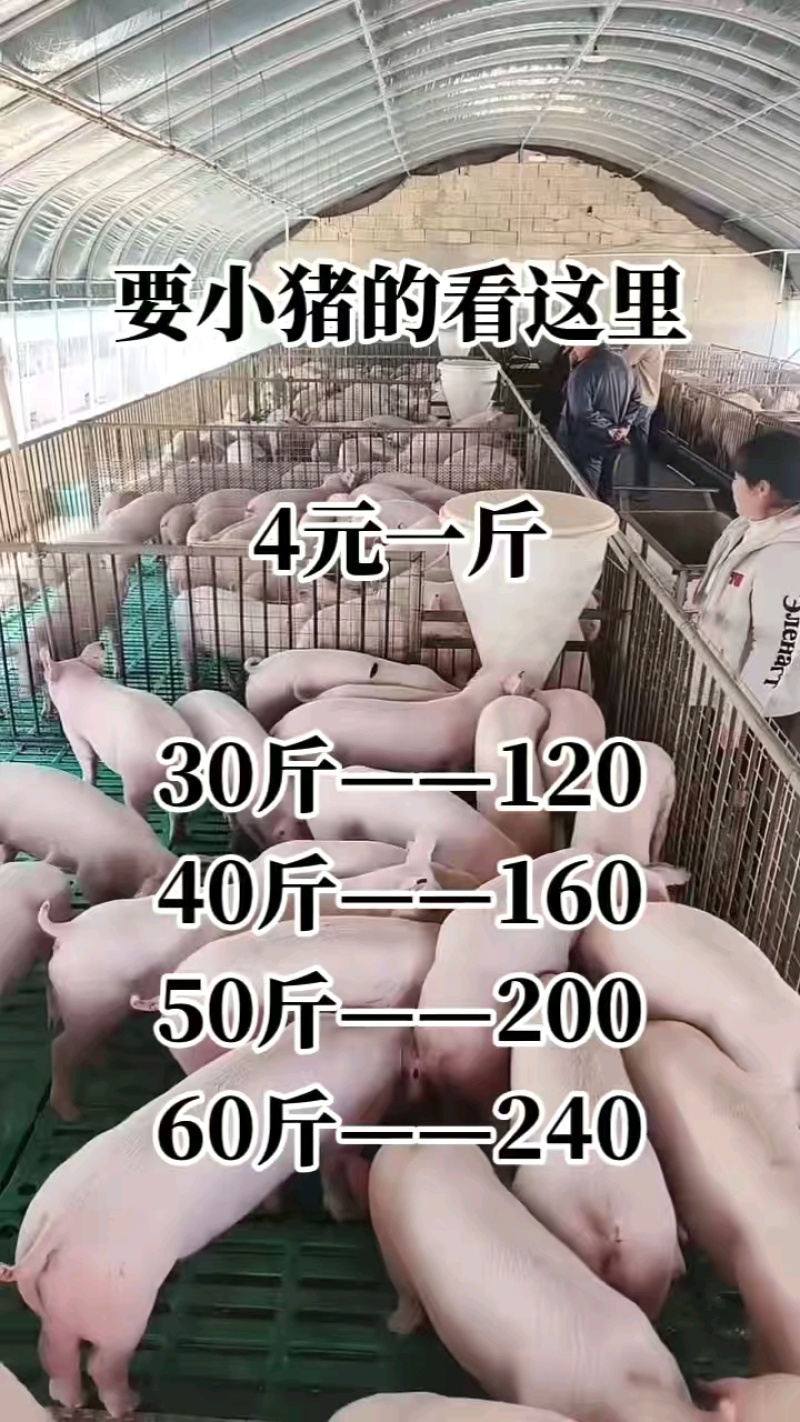 猪场备案车免费送猪【猪到付款健康第一防疫检疫齐全】