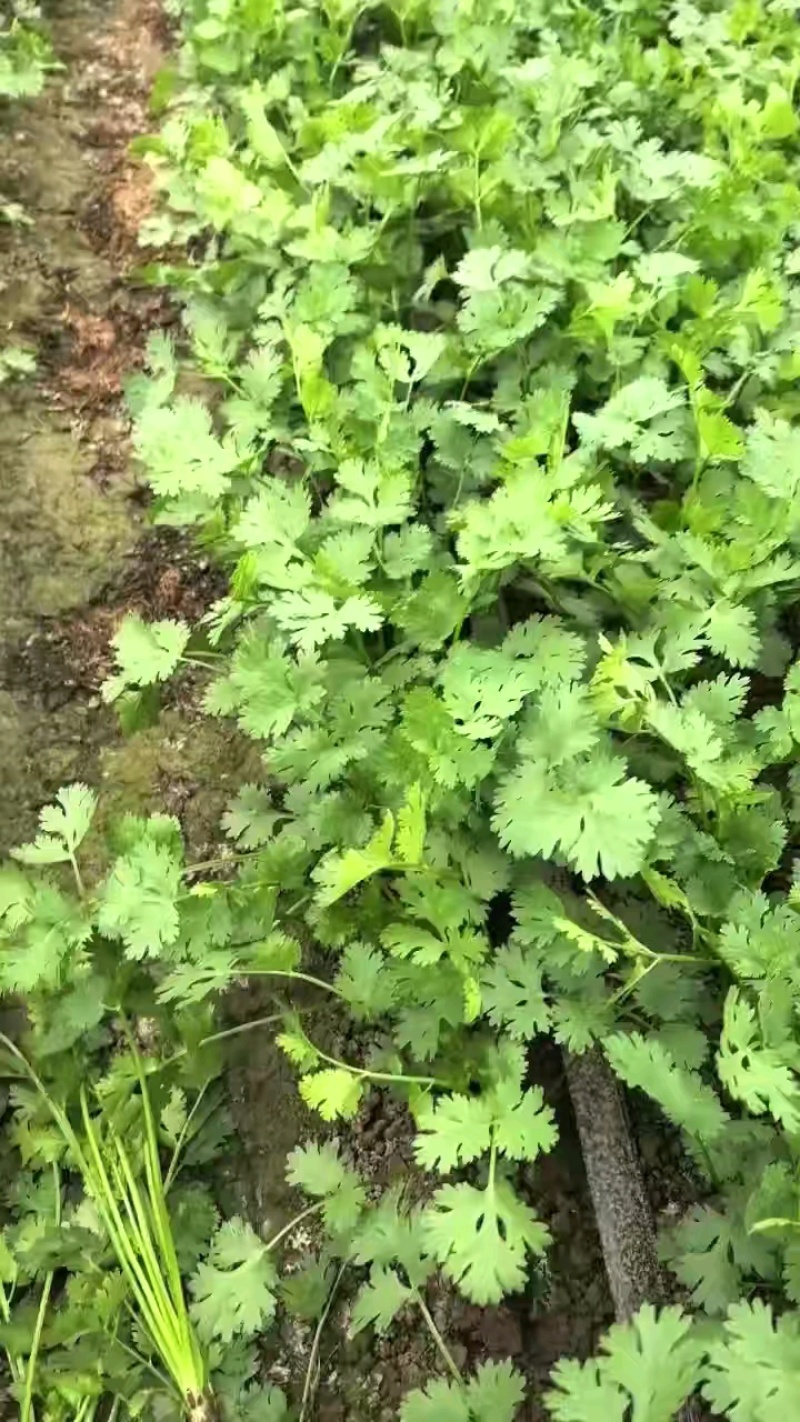 山东香菜铁杆青，一手货源山东产地，全国发货