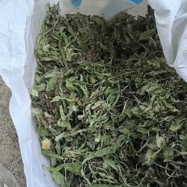 产地直发蒲公英自然全草，沂蒙山山区里的自然蒲公英。