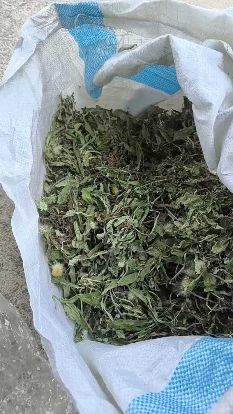 产地直发蒲公英自然全草，沂蒙山山区里的自然蒲公英。