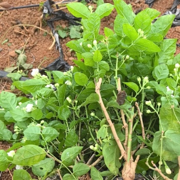 茉莉花包邮带花茉莉2年苗摆地摊网红产品5-9月有花苞