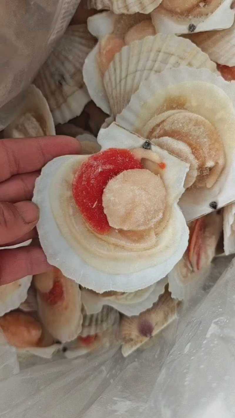 江苏连云港半壳贝大量上市，产地直发，可视频看货，欢迎致电