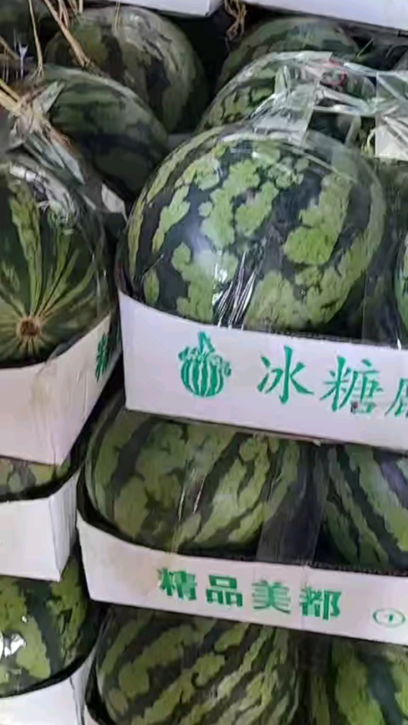 安徽西瓜精品美都西瓜基地一手货源包熟包甜可视频