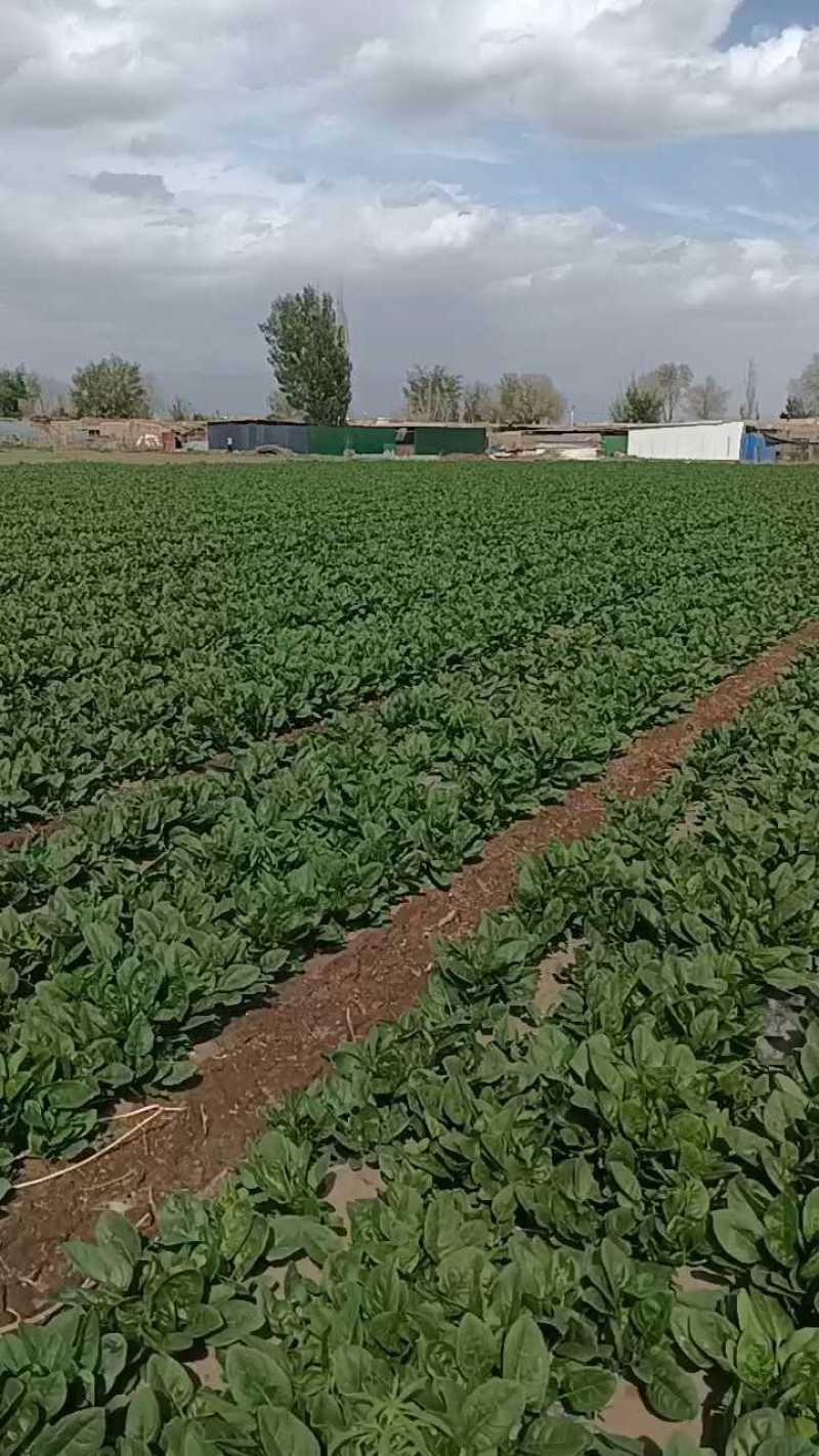 大叶菠菜