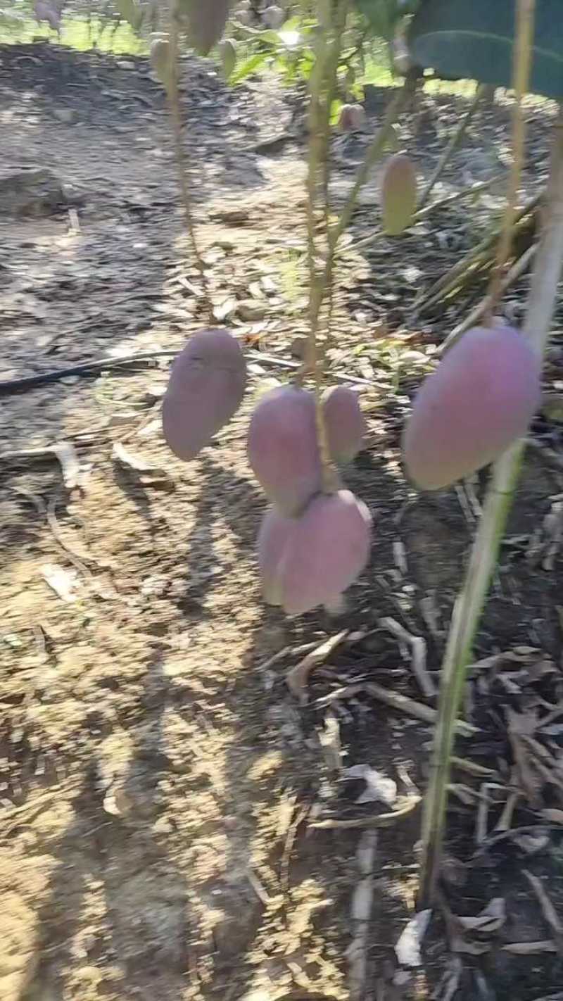 一级皮套袋红金龙贵妃芒，一级果面。