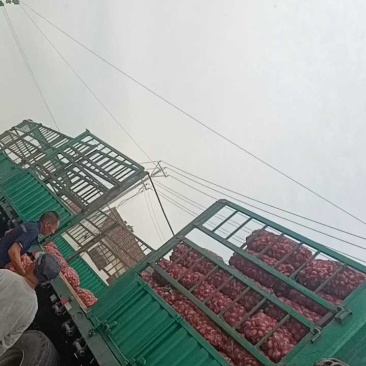 山东紫皮蒜产地现挖现发货可分选一条龙服务可代发货可代发货