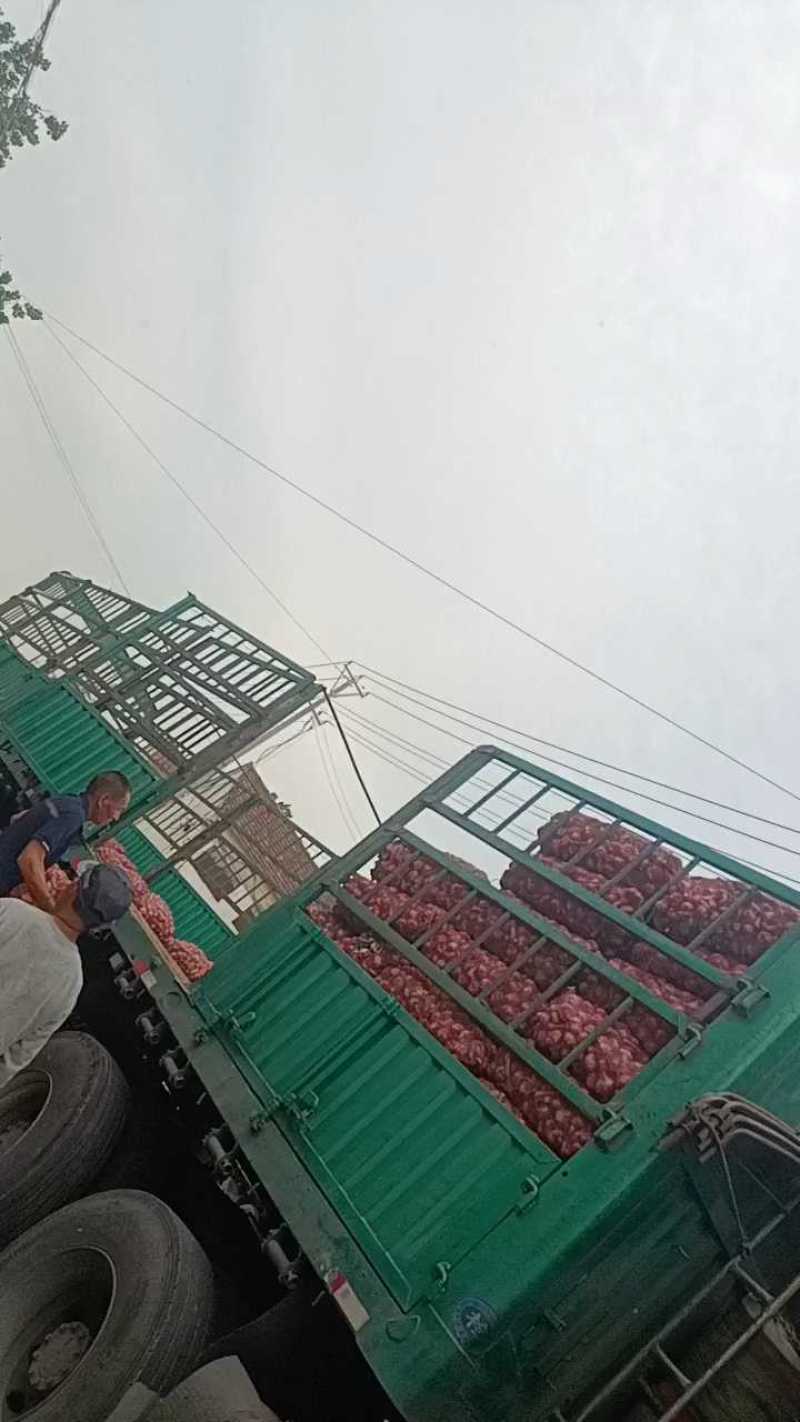 山东紫皮蒜产地现挖现发货可分选一条龙服务可代发货可代发货